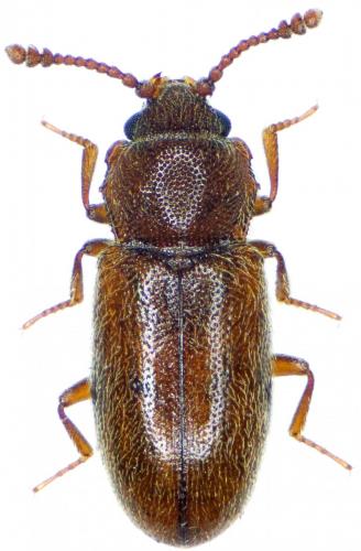 Réf. 228 395 : Cryptophagus sp.